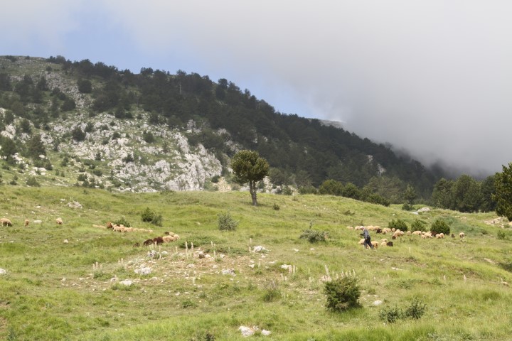 mount tomorr sheep herding