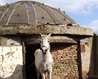 albanian bunker conversion barn