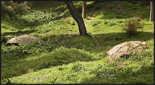 albanian bunker forest
