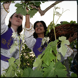 cobo wine harvest