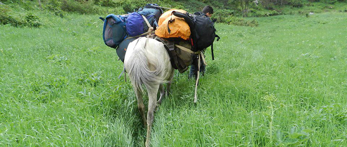 thethi hiking horses